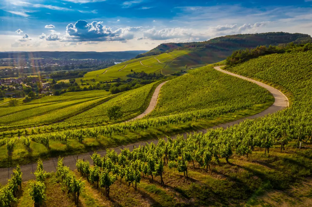 des vignes en Alsace
