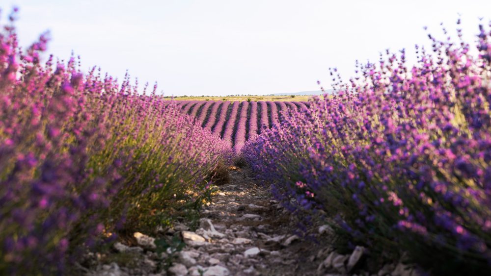 a lavender field