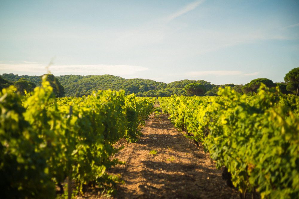 vignoble