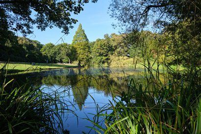 a pond
