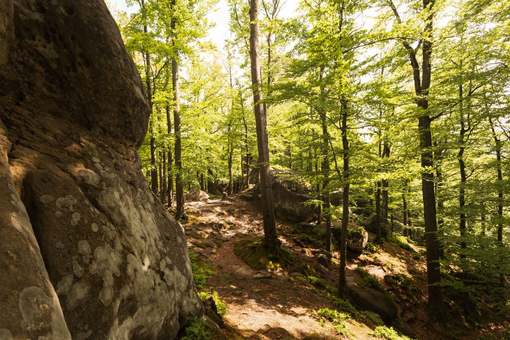 bosque de Fontainebleau