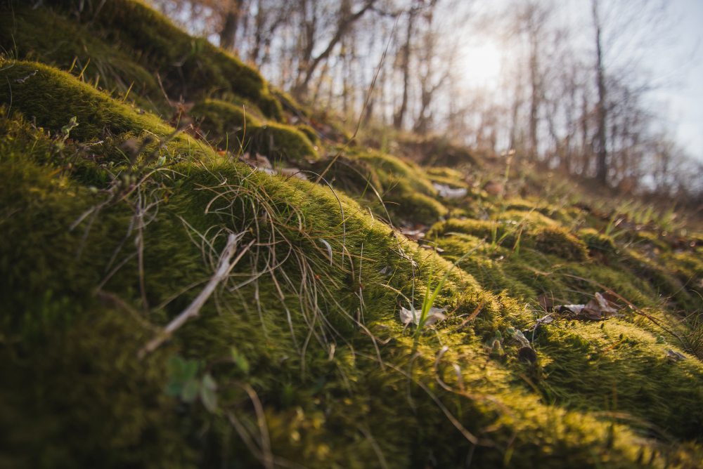 Breton forest