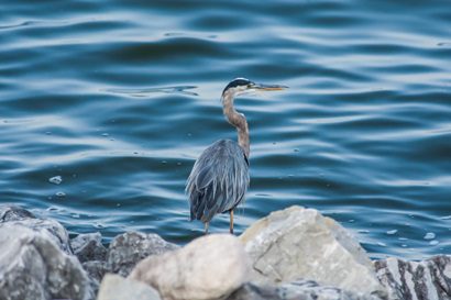 a heron
