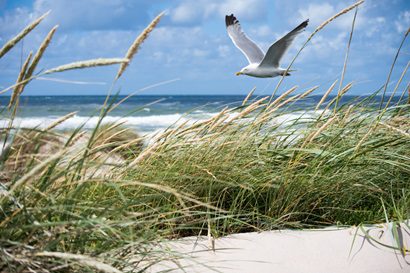 a seagull flying by the beach