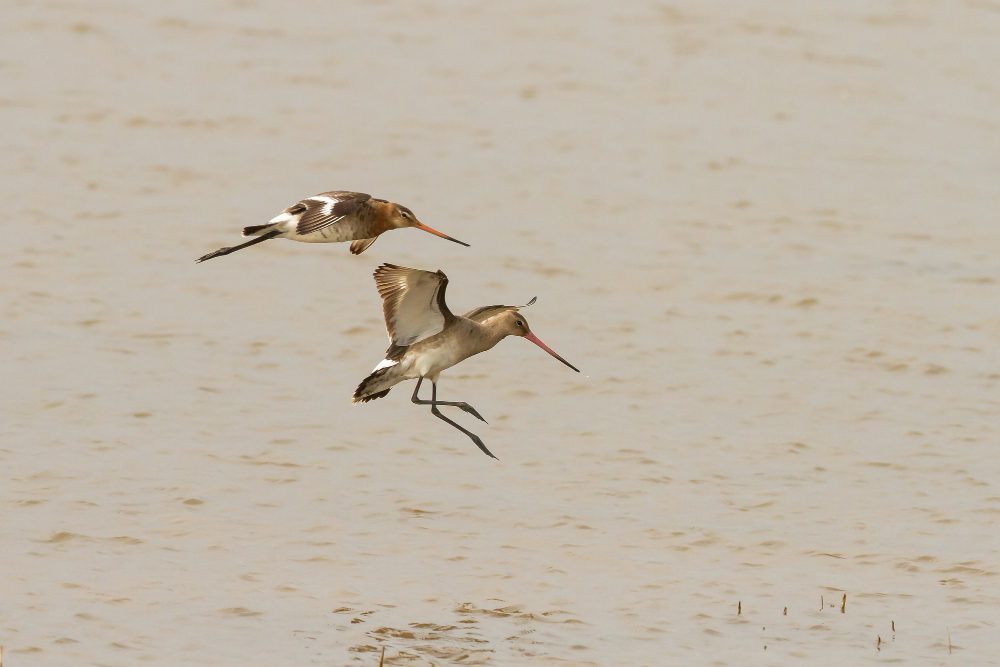 ave bahía de somme