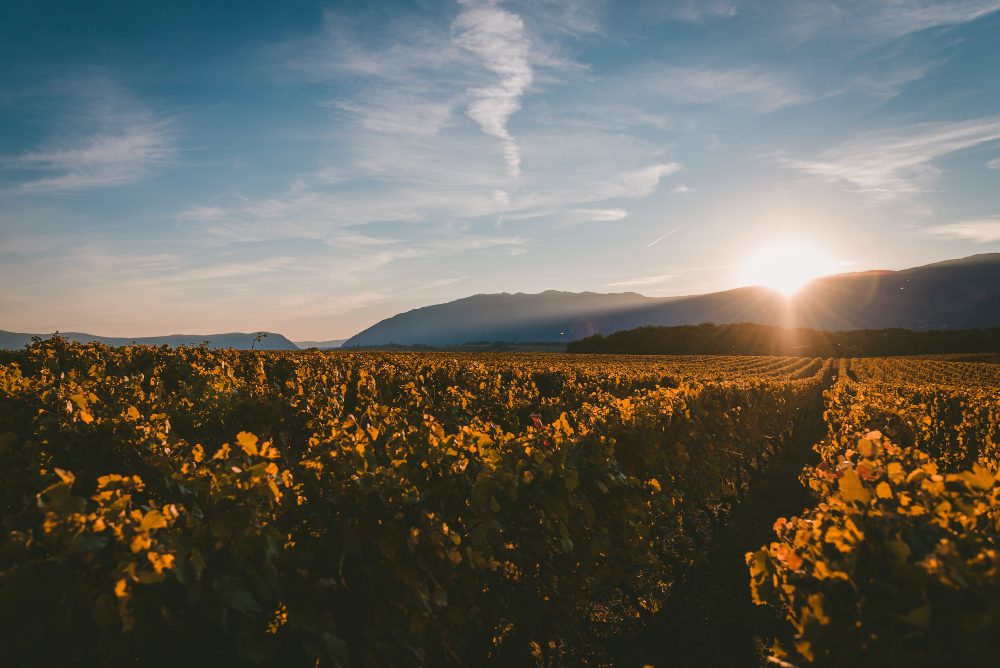 un viñedo soleado