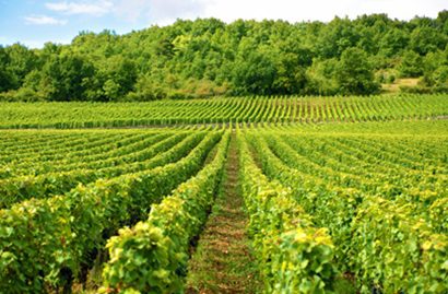 a Bordeaux vineyard