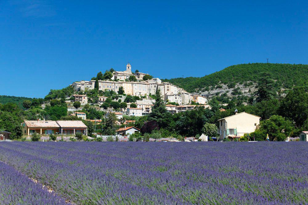 un campo de lavanda en Provenza
