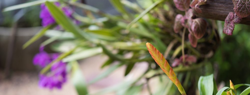 une plante pour l'extérieur de votre mobil-home