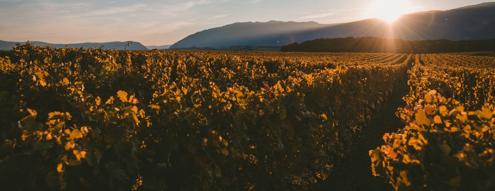 un vignoble à Bordeaux