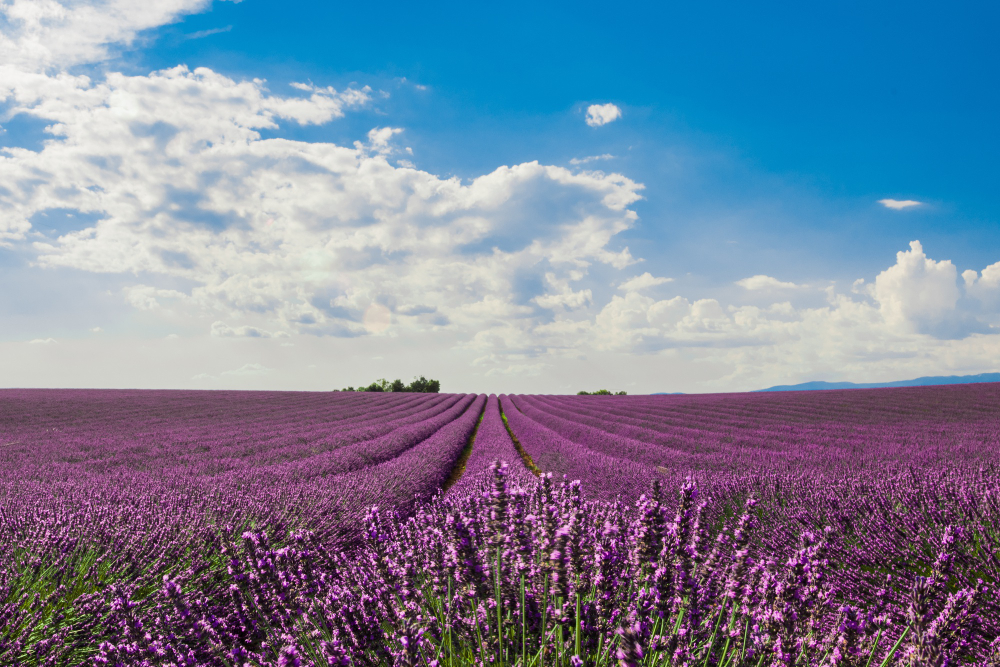 champ de lavande dans le var