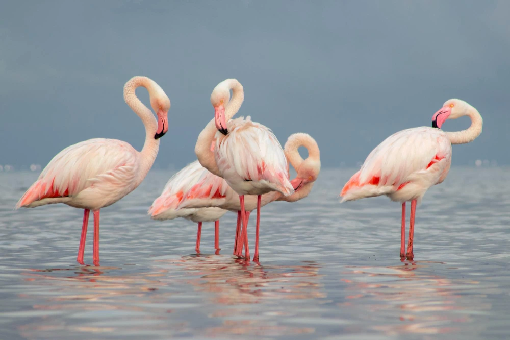 flamans roses camargue
