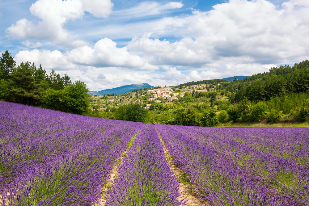 plateau de valensole