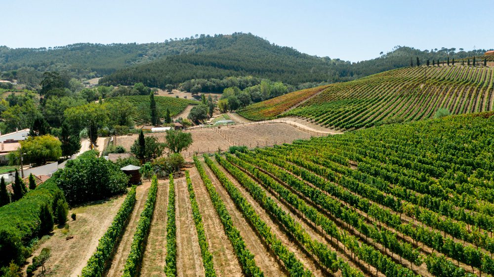 vignoble